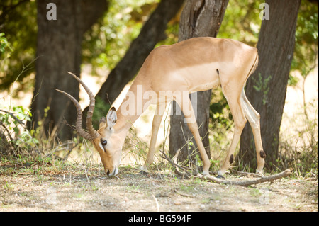 Impala. Kruger National Park. South Africa Stock Photo