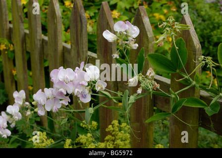 Broad leaved Everlasting Pea, Lathyrus latifolius climbing through a wooden fence. Stock Photo