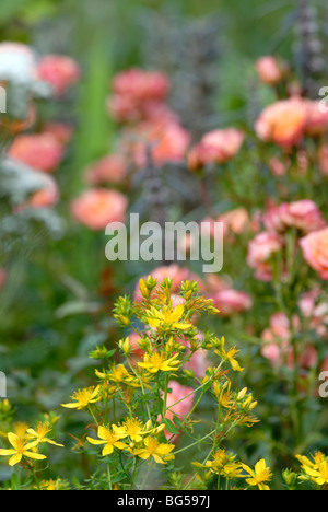 Hypericum perforatum, Perforate St Johns Wort with roses and Motherwort in the background. Stock Photo