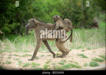 Baboon mother and baby, Kruger National Park. South Africa/ Stock Photo