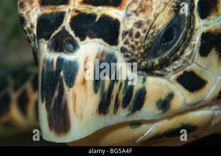 Closeup of a Hawksbill Turtle beak on a reef in Little Cayman. Stock Photo