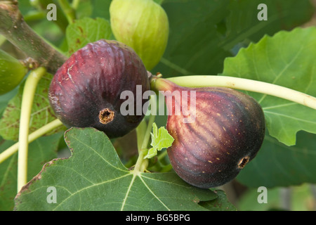 Figs 'Brown Turkey' on branch. 'Ficus cardiac'. Stock Photo