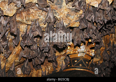 Colony of Geoffroy's Rousette, or Common Rousette Bats, Rousettus amplexicaudatus, roosting in  cave at Pura Goa Lawah, or Bat Cave Temple in Bali Stock Photo