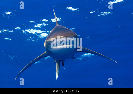 Oceanic white tip shark in the Red Sea underwater, fins, blue water, shark, predator, hunting, stunning, Egypt, scary, fins Stock Photo