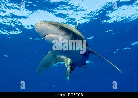 Oceanic white tip shark in the Red Sea, blue water, underwater, Egypt, predator, fins, hunting, shallow water, stunning, Stock Photo