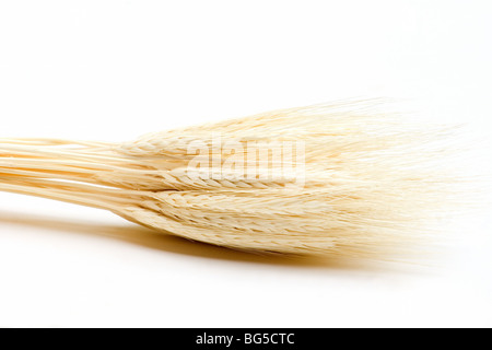 Close-up of wheat sheaf on white background Stock Photo