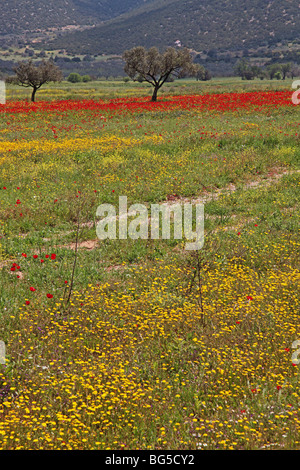 Olive trees in field of poppies, Peloponissos, Greece Stock Photo