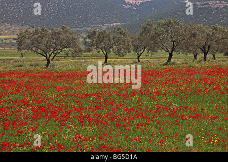 Olive trees in field of poppies, Peloponissos, Greece Stock Photo