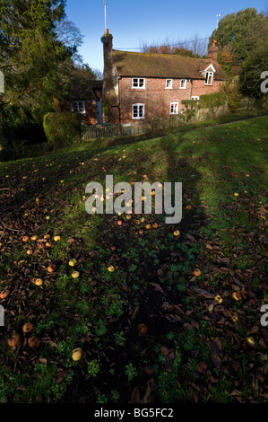 fallen apples on grass part of of common ground in Ewelme Oxfordshire UK Stock Photo