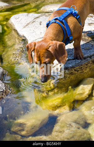 A miniature Dachshund on a rock, drinking lake water, with rocks visible below the surface covered in algae. Stock Photo