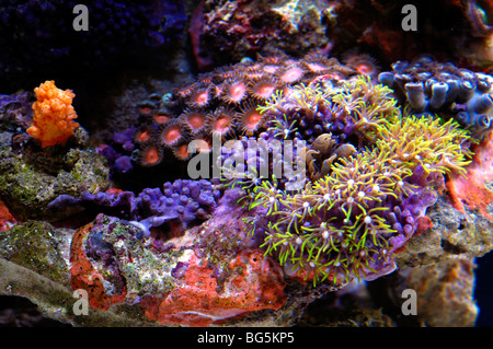Corals found in Indonesia, Pacific Ocean. Stock Photo