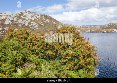 A rowan tree (Mountain Ash) growing beside Loch Laxford at Foindle, Highland, Scotland Stock Photo