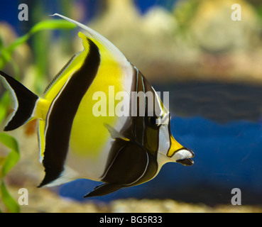 Fish in exhibit tanks in the Tennessee Aquarium Located on the banks of the Tennessee River in Chattanooga Tennessee Stock Photo