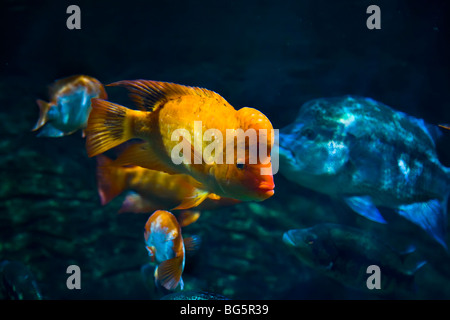 Fish in exhibit tanks in the Tennessee Aquarium Located on the banks of the Tennessee River in Chattanooga Tennessee Stock Photo