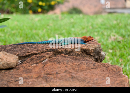 A red-headed Rock Agama Lizard in National park Tsavo East in Kenya Stock Photo