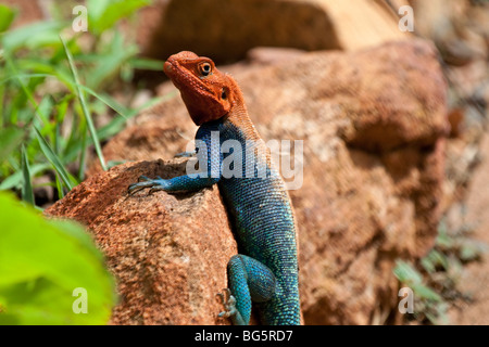 A close up of a wild Red-headed Rock Agama Lizard in National park Tsavo East in Kenya Stock Photo