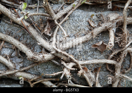 tangled branches of ivy on a wall of rock Stock Photo