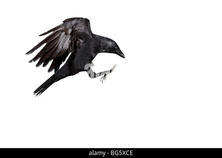 Jackdaw Corvus monedula in flight Stock Photo