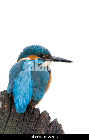 Kingfisher Alcedo atthis on post