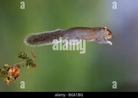 Grey Squirrel Sciurus carolinensis Jumping Stock Photo