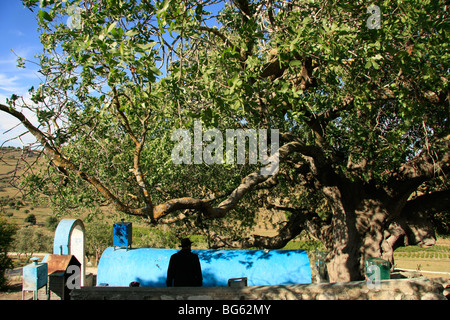 Israel, Upper Galilee, Atlantic Pistachio (Pistacia Atlantica) tree by the tomb of Rabbi Tarfon in Kadita Stock Photo