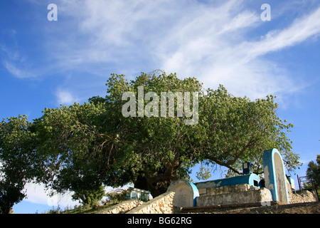 Israel, Upper Galilee, Atlantic Pistachio (Pistacia Atlantica) tree by the tomb of Rabbi Tarfon in Kadita Stock Photo