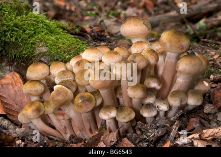 Honey Fungus, Bootlace Fungus (Armillaria mellea). Stock Photo