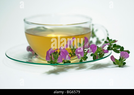 Spiny Restharrow (Ononis spinosa). A cup of infusion with a flowering sprig. Stock Photo