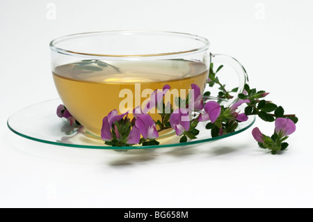 Spiny Restharrow (Ononis spinosa). A cup of infusion with a flowering sprig. Stock Photo