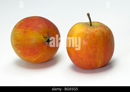 Domestic Apple (Malus domestica), variety: Holsteiner Cox. Ripe fruit, studio picture. Stock Photo