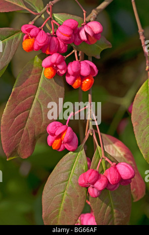 Common Spindle (Euonymus europaeus Red Cascade), twig with ripe fruit. Stock Photo