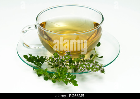 Thyme (Thymus vulgaris). A cup of infusion with flowering sprig. Stock Photo