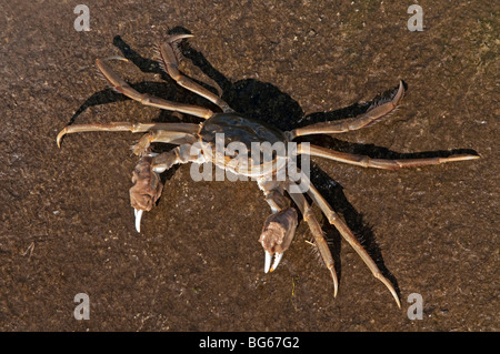 Chinese Mitten Crab (Eriocheir sinensis). Male seen from above. Stock Photo