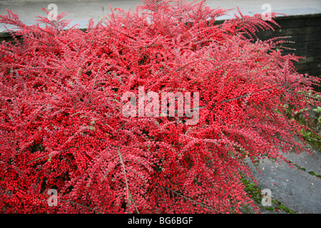 A Cotoneaster bush covered in red berries and leaves in autumn Stock Photo