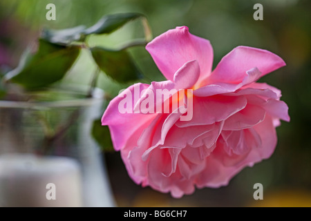 One Pink Rose Stock Photo