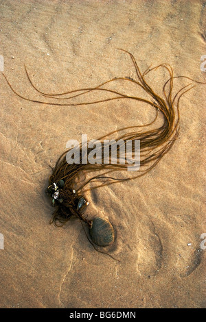 Seaweed attached to pebble rock, Roseisle beach, Moray Shire, Scotland, UK Stock Photo