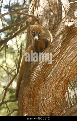 White-nosed Coati  finds safety in a tree. Stock Photo