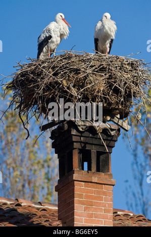Italy, Piedmont, Racconigi (Cn), a pair of White Storks in the nest together with a group of Sparrows Stock Photo