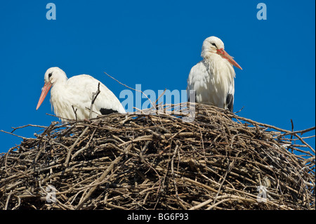 Italy, Piedmont, Racconigi (Cn), a pair of White Storks in the nest Stock Photo