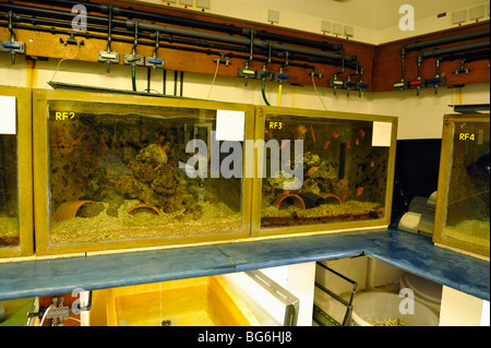 Nursery tanks in the basement of the aquarium of Monaco Stock Photo