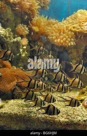 Bangaii cardinalfish raised in the aquarium of Monaco Stock Photo