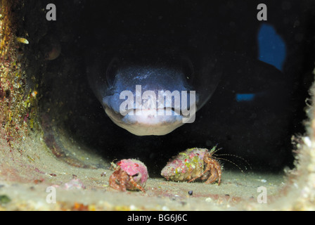 European conger fish in the Mediterranean Sea, off Monaco Stock Photo