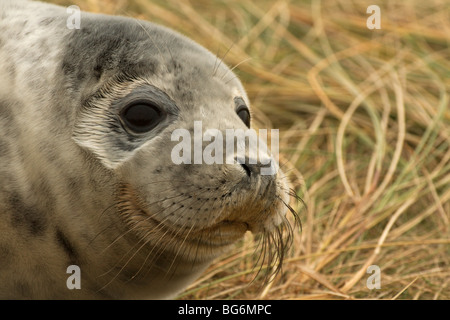 A close-up of a grey seal pup at Donna Nook nature reserve. Stock Photo