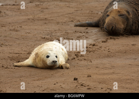 A nervous grey seal pup trying to get away from a big bull seal at Donna Nook nature reserve. Stock Photo