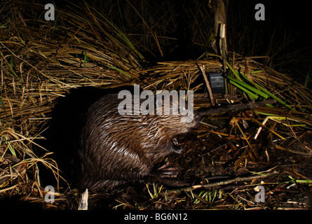 European beaver Castor fiber in Slovenia Stock Photo