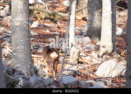 young male roe deer in forest Capreolus capreolus Stock Photo