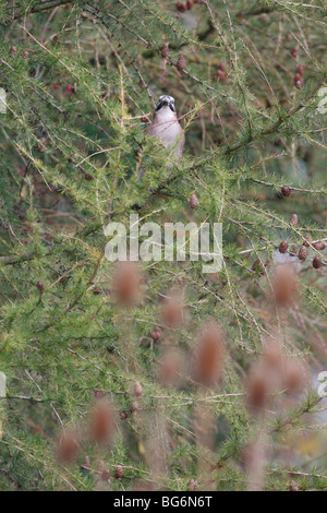 jay (Garrulus glandiarius) perching in larch tree Stock Photo