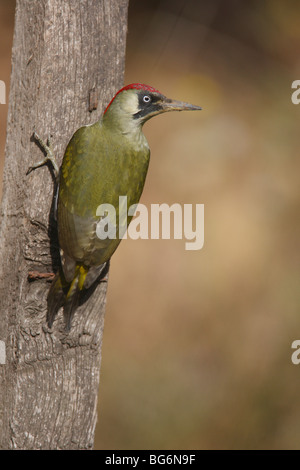 Green woodpecker (Picus viridis) female perching on fence post Stock Photo