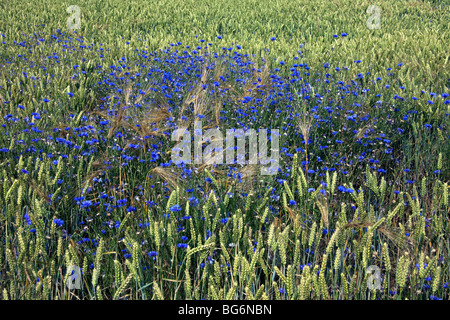 Cornflowers (Centaurea cyanus) in flower in wheat field