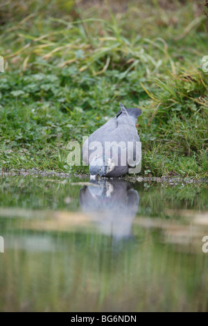 Wood pigeon (Columba palumbus) drinking from garden pond Stock Photo